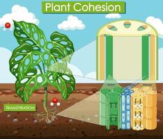 diagrama mostrando a coesão da planta vetor