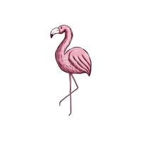 desenho de ilustração vetorial de pássaro flamingo