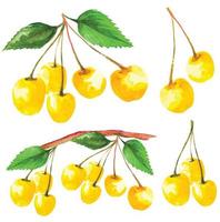 conjunto de cereja amarela, ilustração vetorial de frutas sakura vetor