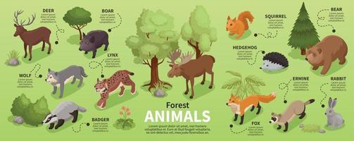 infográficos isométricos de animais da floresta vetor