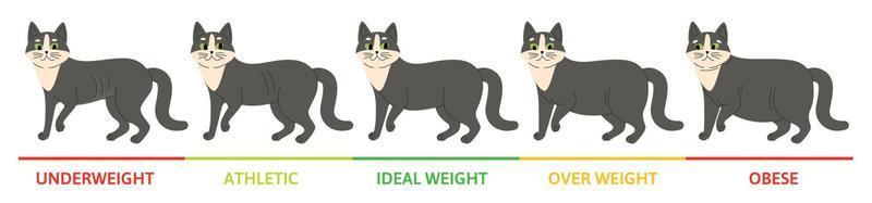 conceito de estágios de peso de gato vetor