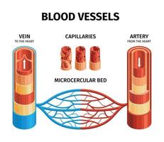 esquema de infográficos de anatomia de vasos sanguíneos