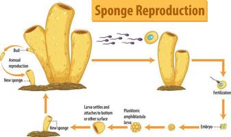 diagrama mostrando a reprodução da esponja vetor