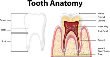 infográfico de humano na anatomia do dente da ciência odontológica vetor