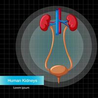 órgão interno humano com rins e bexiga vetor