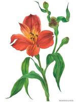 ramo de alstroemeria vermelha florescente, aquarela botânica realista rastreada vetor