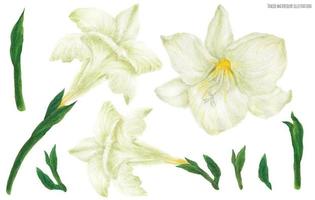 flores e botões brancos de frésia, ilustração em aquarela rastreada vetor