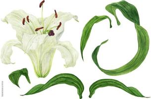 botão de flor e folhas de lírio oriental branco, aquarela rastreada botânica vetor