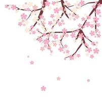 vetor flor de cerejeira flor rosa