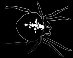desenhando uma aranha em um fundo preto vetor