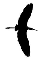silhueta negra de uma garça voadora em um fundo branco vetor