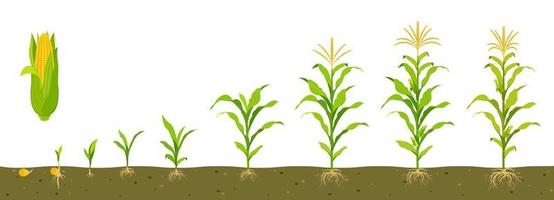 ciclo de crescimento do milho doce em solo com desenvolvimento do sistema radicular. vetor