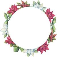 moldura em aquarela de flores de poinsétia brancas e vermelhas. borda de círculo floral pintado à mão com ramos de poinsétia isolados no fundo branco. vetor