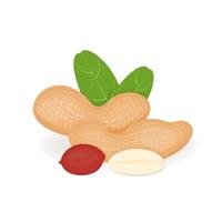 amendoins nozes em estilo cartoon, ilustração vetorial, amendoins isolados realistas para o seu produto, todo fresco, folhas e nozes em um fundo branco