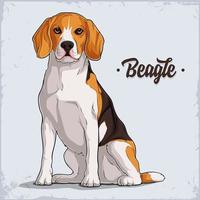 cão bonito raça beagle sentado em todo o comprimento isolado no fundo branco vetor