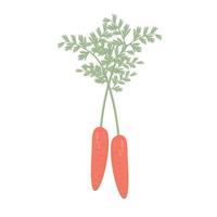 cenoura, ilustração colorida vetor