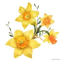 buquê floral de primavera amarela com flores de narciso, aquarela rastreada vetor