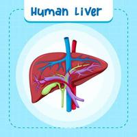 órgão interno humano com fígado vetor