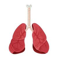 diagrama de pulmões humanos e traqueia, sistema respiratório, ícone de pulmões saudáveis. ilustração vetorial isolada em um fundo branco.
