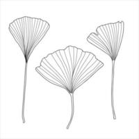 folhas de ginkgo frescas definir ilustração vetorial desenhada à mão de contorno preto e branco, planta detalhada orgânica medicinal floral, símbolo cultural japonês, conceito de ambiente ecológico vetor