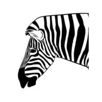imagem gráfica desenho cabeça de animal de ilustração vetorial de zebra isolado fundo branco vetor