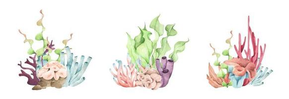 algas marinhas. plantas oceânicas subaquáticas, elementos de coral do mar. ilustração em aquarela. vetor