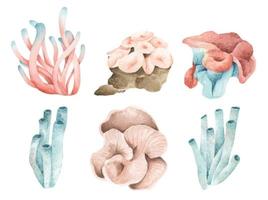 algas marinhas. plantas oceânicas subaquáticas, elementos de coral do mar. ilustração em aquarela. vetor