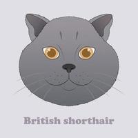 gato de pelo curto britânico. imprimir com lindo gato. ilustração vetorial vetor