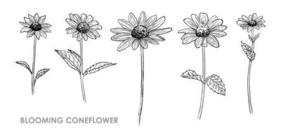 conjunto de coneflowers florescendo vetores isolados em um fundo branco