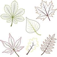 conjunto de diferentes contornos outono maple uva carvalho rowan vidoeiro castanha folhas. inclui folhas de contorno. vetor