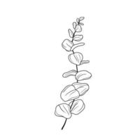 desenho de arte de linha de ramos de eucalipto vetor