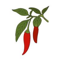 chili pepper desenho a cores rabiscos artesanais quentes. especiaria. ramo de pimenta com folhas e frutas. isolado. fundo branco. vetor