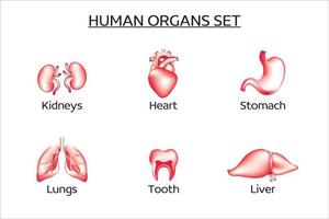 conjunto de órgãos humanos vetoriais. o conjunto contém o fígado, rins, pulmões, coração, estômago, dentes. medicina, órgãos internos. coleção de ícones do vetor 3d.