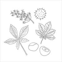conjunto de vetores de elementos de linha castanha isolados no fundo branco. ilustração botânica de folha de castanha, brunch, flores, nozes. clipart preto e branco.