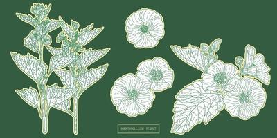 erva de marshmallow de farmácia, ilustração botânica desenhada à mão em uma linha de arte vetor