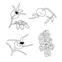 conjunto de bagas e folhas de rosa mosqueta. ilustração em vetor botânico outono. elemento de design para padrões, cartão, impressão, tatuagem.