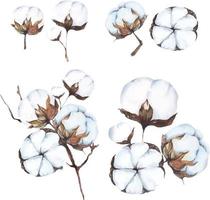 flores de algodão em aquarela 1 vetor