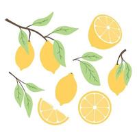 conjunto de limões em estilo simples. coleção de limões em um galho, uma fatia de limão, metade de uma ilustração lemon.vector. vetor