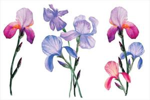 buquê de íris azuis e roxas em um monte definir ilustração em aquarela vetor