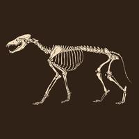 ilustração em vetor lobo esqueleto animal