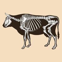 ilustração vetorial de vaca esqueleto vetor