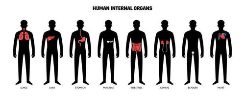 conjunto de órgãos internos humanos vetor