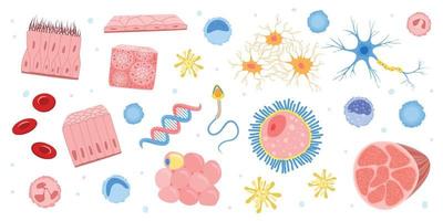 conjunto de bactérias de células humanas vetor