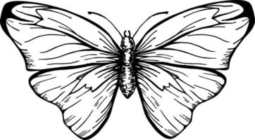 borboleta com vista superior de asas abertas, o esboço gráfico de desenho simétrico vetor