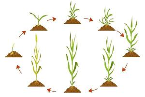 ciclo de crescimento do trigo na agricultura. infográfico do ciclo de desenvolvimento do trigo. vetor