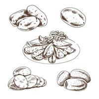 estilo de esboço desenhado à mão definir ilustração de batatas maduras. ilustração em vetor vintage comida eco. ilustração de esboço de amido para impressão, web, mobile e infográficos isolados no fundo branco.