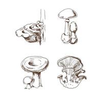 coleção de esboços vetoriais de diferentes cogumelos. ilustração de esboço para impressão, web, mobile e infográficos. vetor