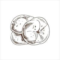 ilustração vetorial desenhada à mão de rolo, pão. desenho de pão marrom e branco isolado no fundo branco. ícone de esboço e elemento de padaria para impressão, web, mobile e infográficos. vetor