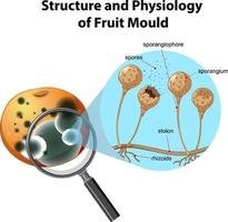 estrutura e fisiologia do mofo alaranjado vetor