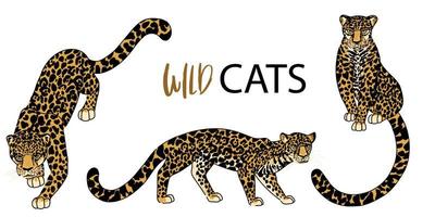 conjunto de três leopardos vetoriais, desenhados à mão